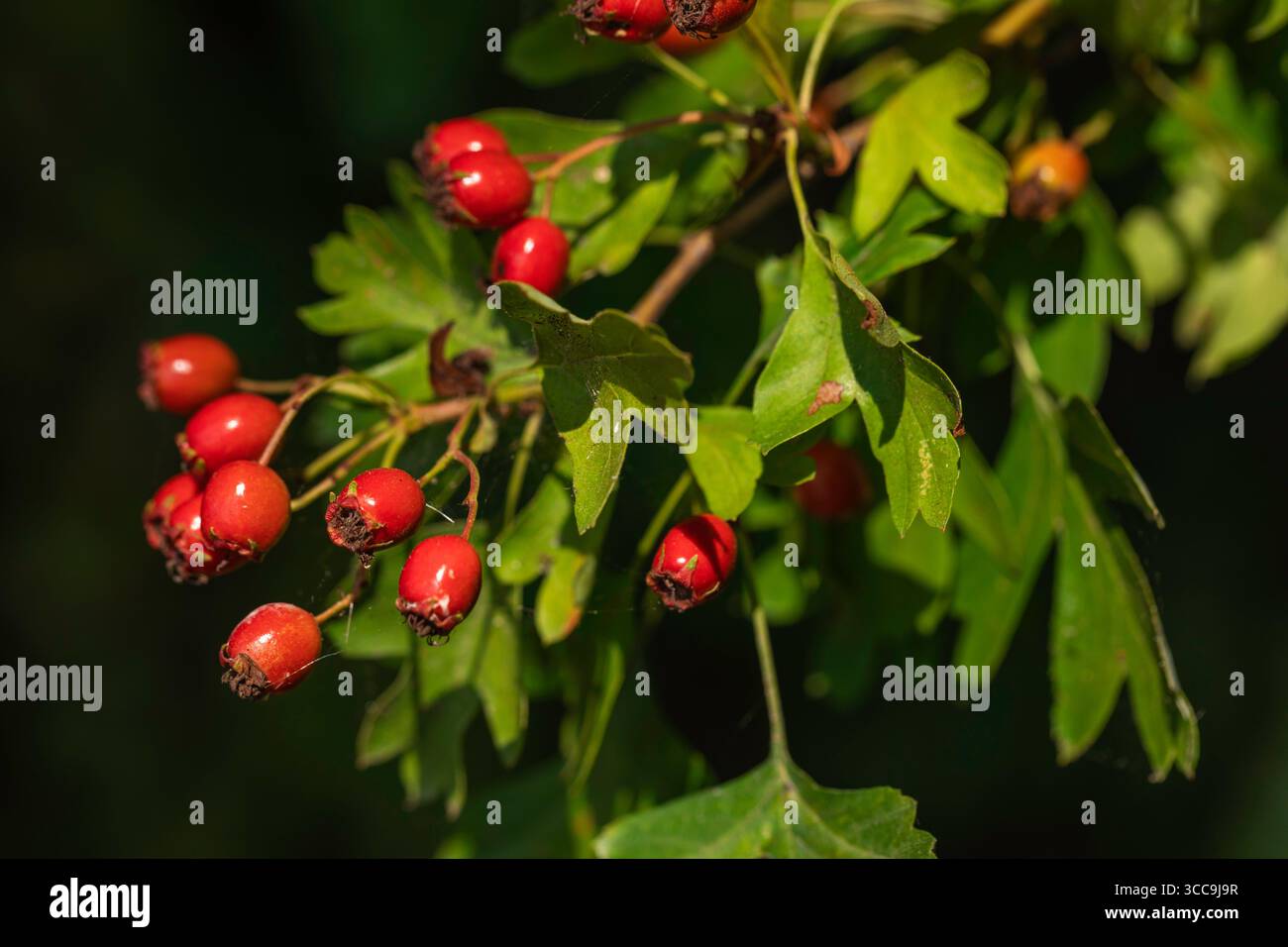 Primo piano di bacche di biancospino rosso su rami con foglie verdi, frutta selvatica sana e commestibile utilizzata in erboristeria e raccolta stagionale autunnale Foto Stock