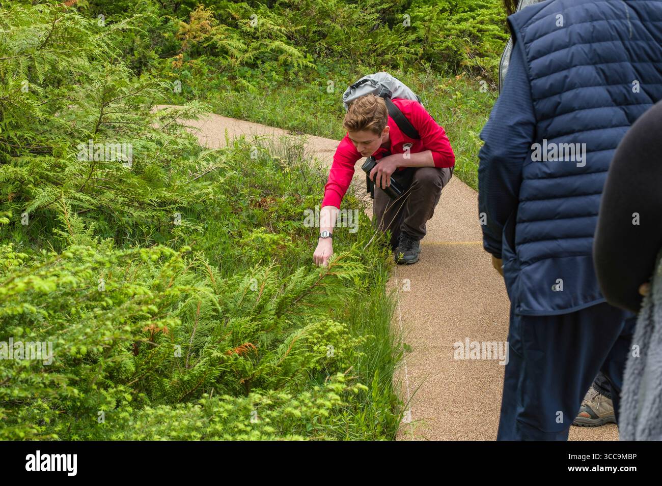 Guida maschile che ti mostrerà in profondità la palude di Muskeg Is, la Tongass National Forest, l'isola di Revillagigedo, Ketchikan, Ketchikan Gateway Borough, Alaska, Stati Uniti Foto Stock
