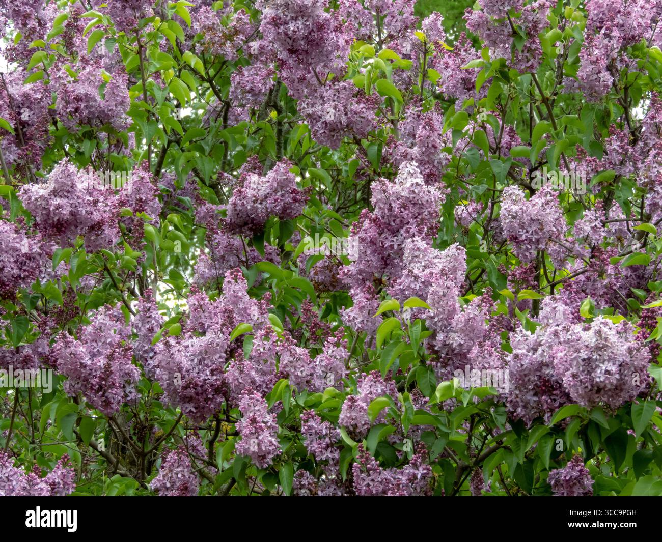Abbondanti ammassi di profumati fiori lilla viola che coprono una lussureggiante macchia di SyDTCvulgaris in piena fioritura primaverile. Foto Stock