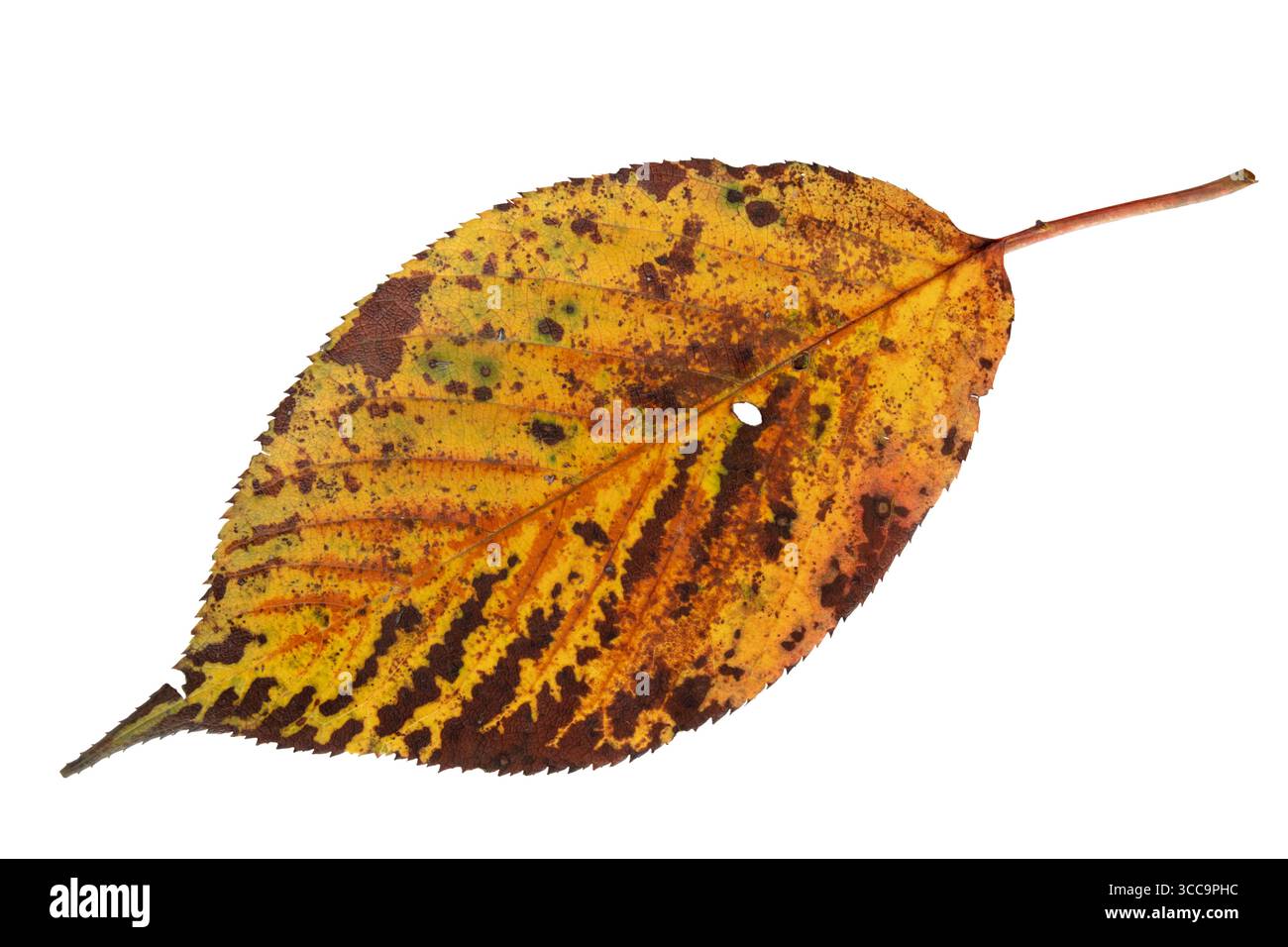 Foglia autunnale giallo-marrone con venature vivide e texture naturale isolata su sfondo bianco. Simbolo dell'autunno, dell'invecchiamento e della bellezza stagionale. Foto Stock