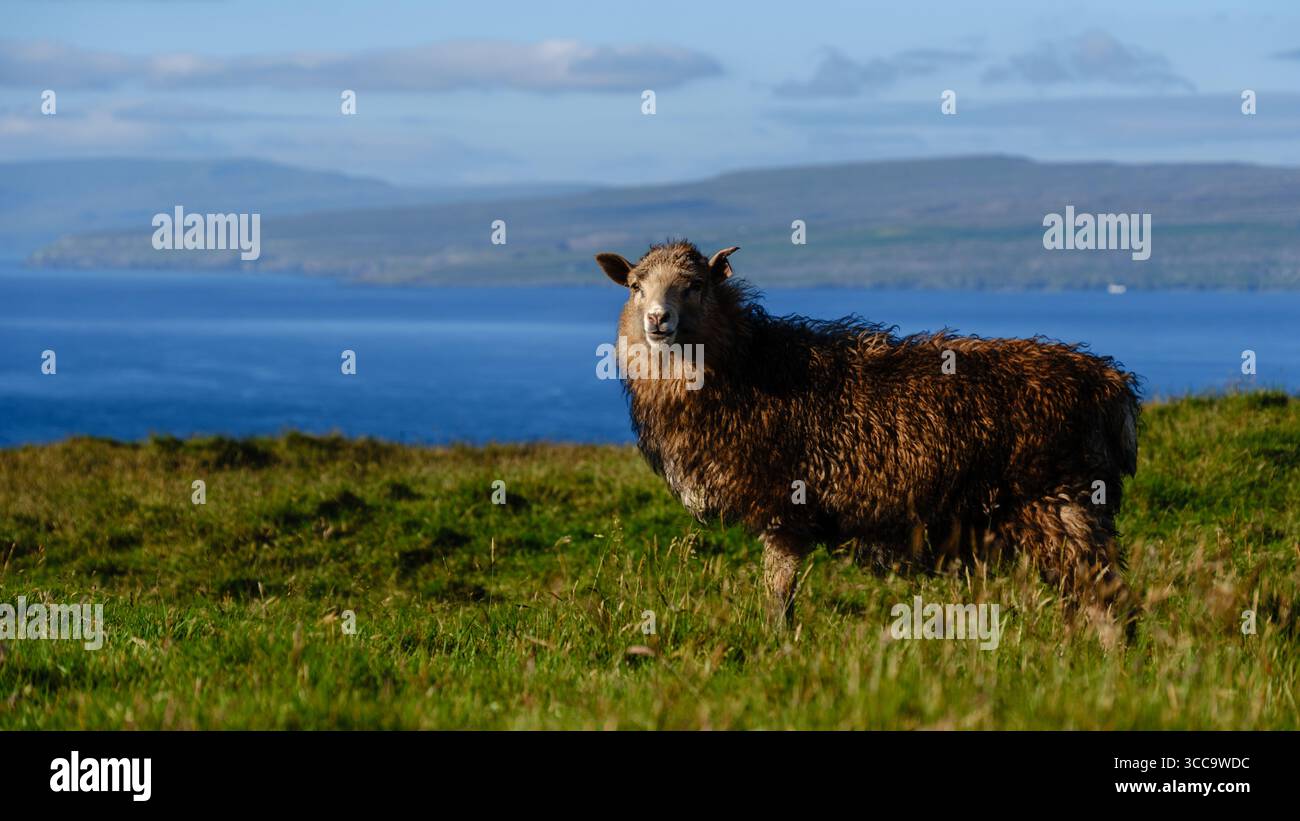 Un tranquillo paesaggio delle Isole Faroe mostra una pecora che pascolano su colline verdeggianti, con l'oceano blu profondo sullo sfondo. Questa splendida vista cattura la bellezza naturale e la tranquillità delle isole. Foto Stock