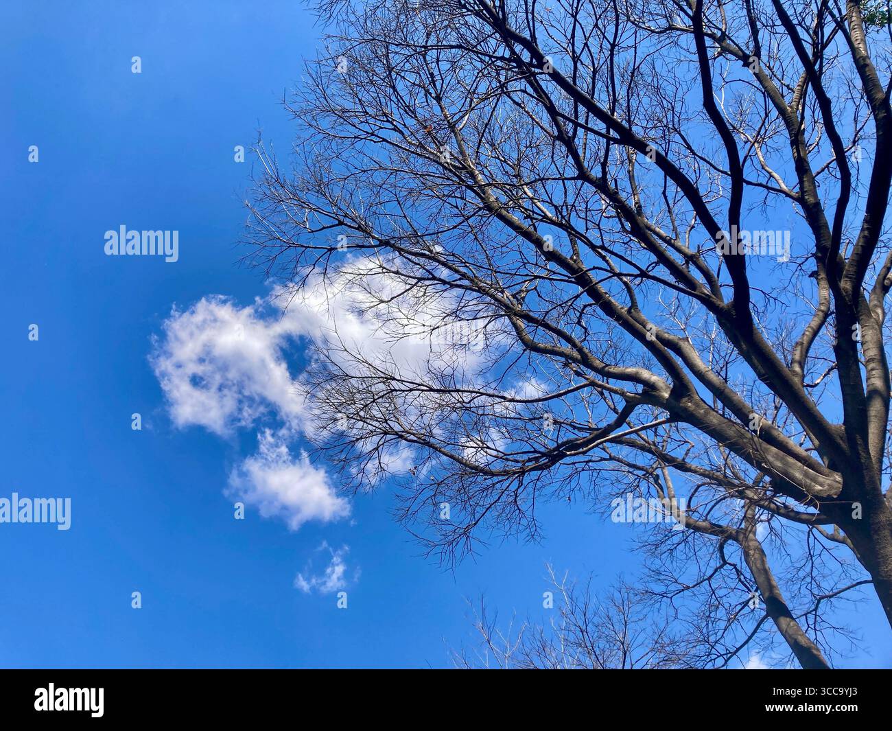Paesaggio nuvoloso invernale sull'Africa meridionale in formato orizzontale per l'uso in background Foto Stock