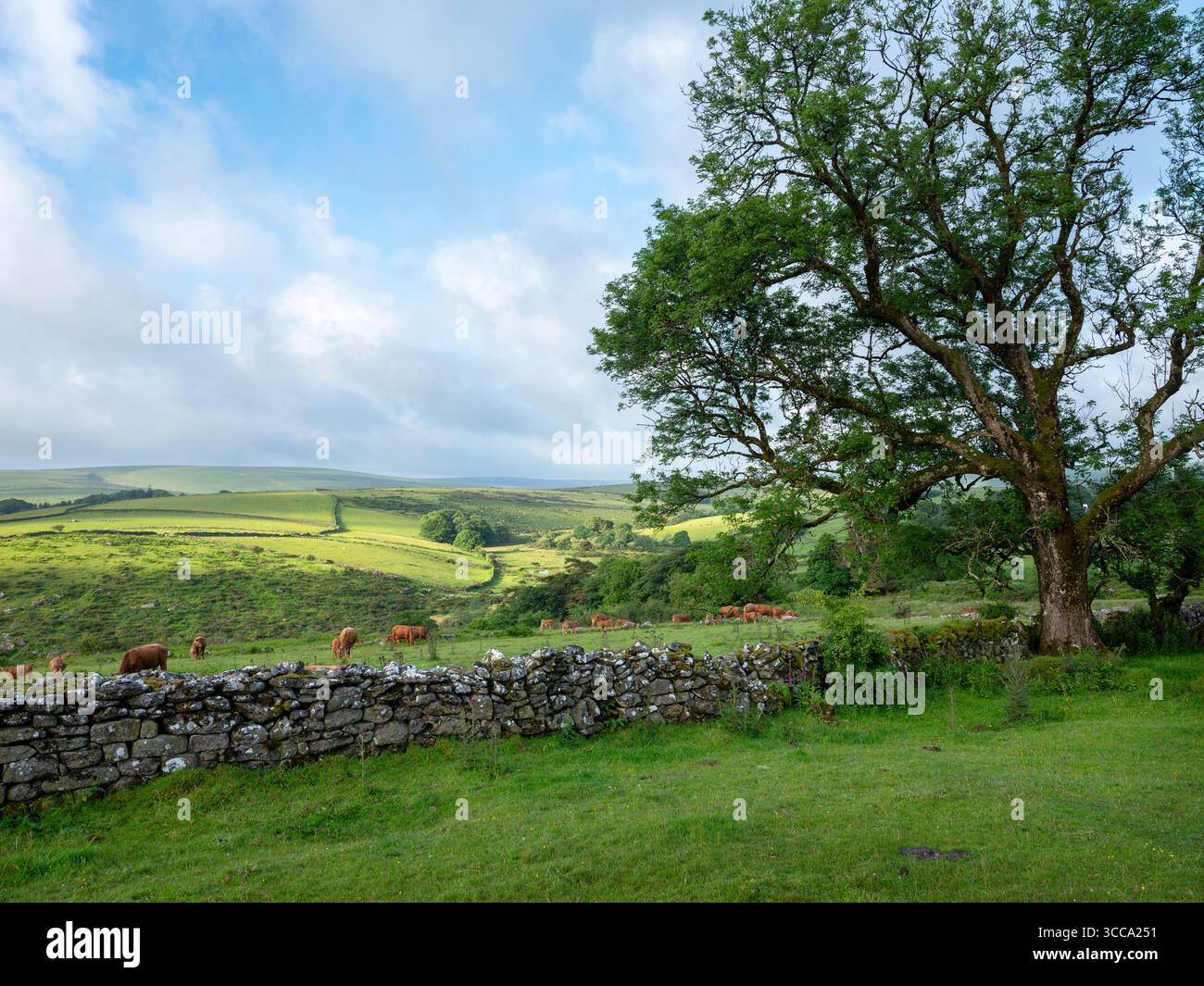 mandria di mucche brune nel prato vicino all'albero sulle brughiere del parco nazionale dartmoor nel devon Foto Stock