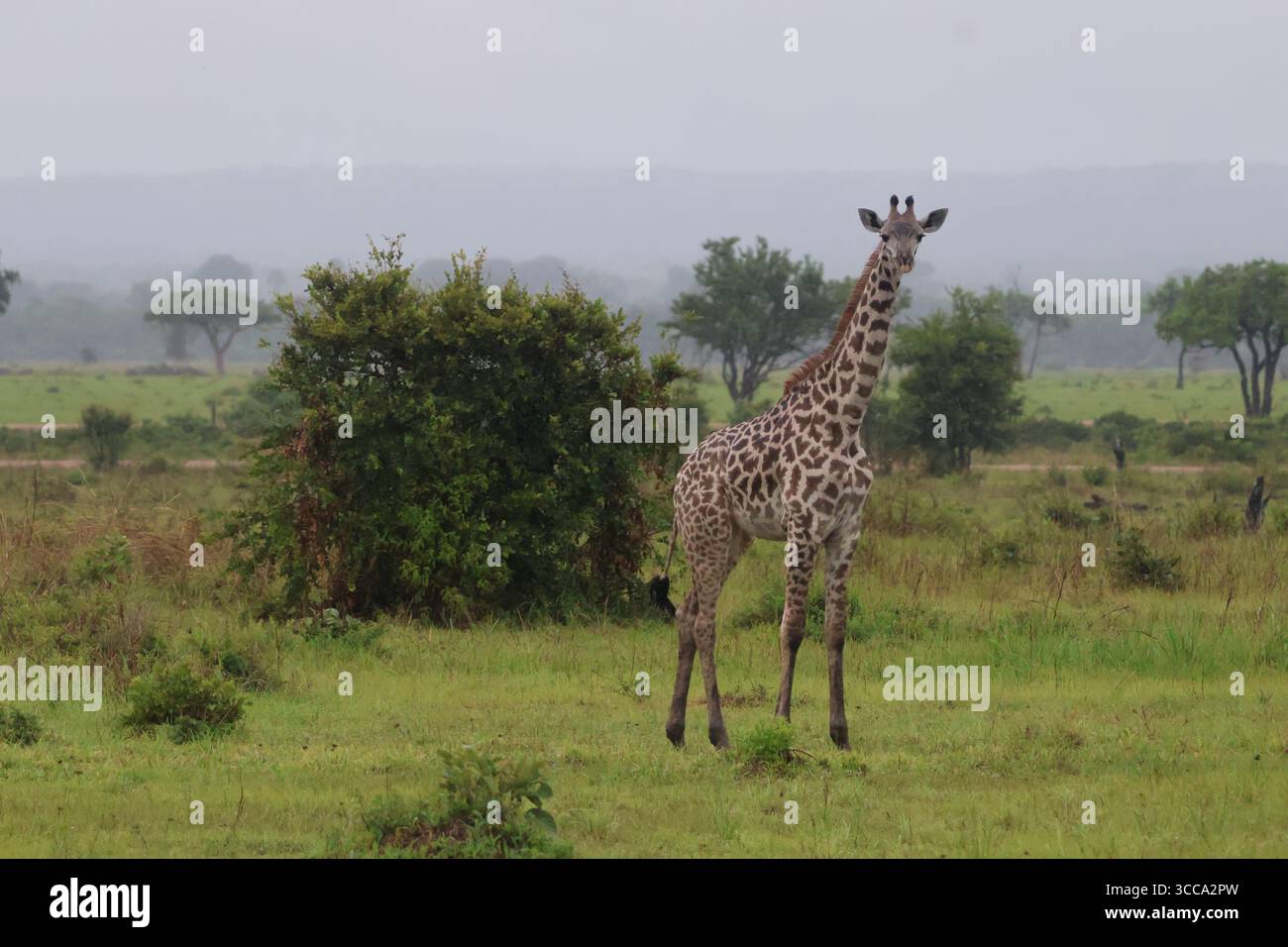 La giraffa sta guardando la telecamera Foto Stock