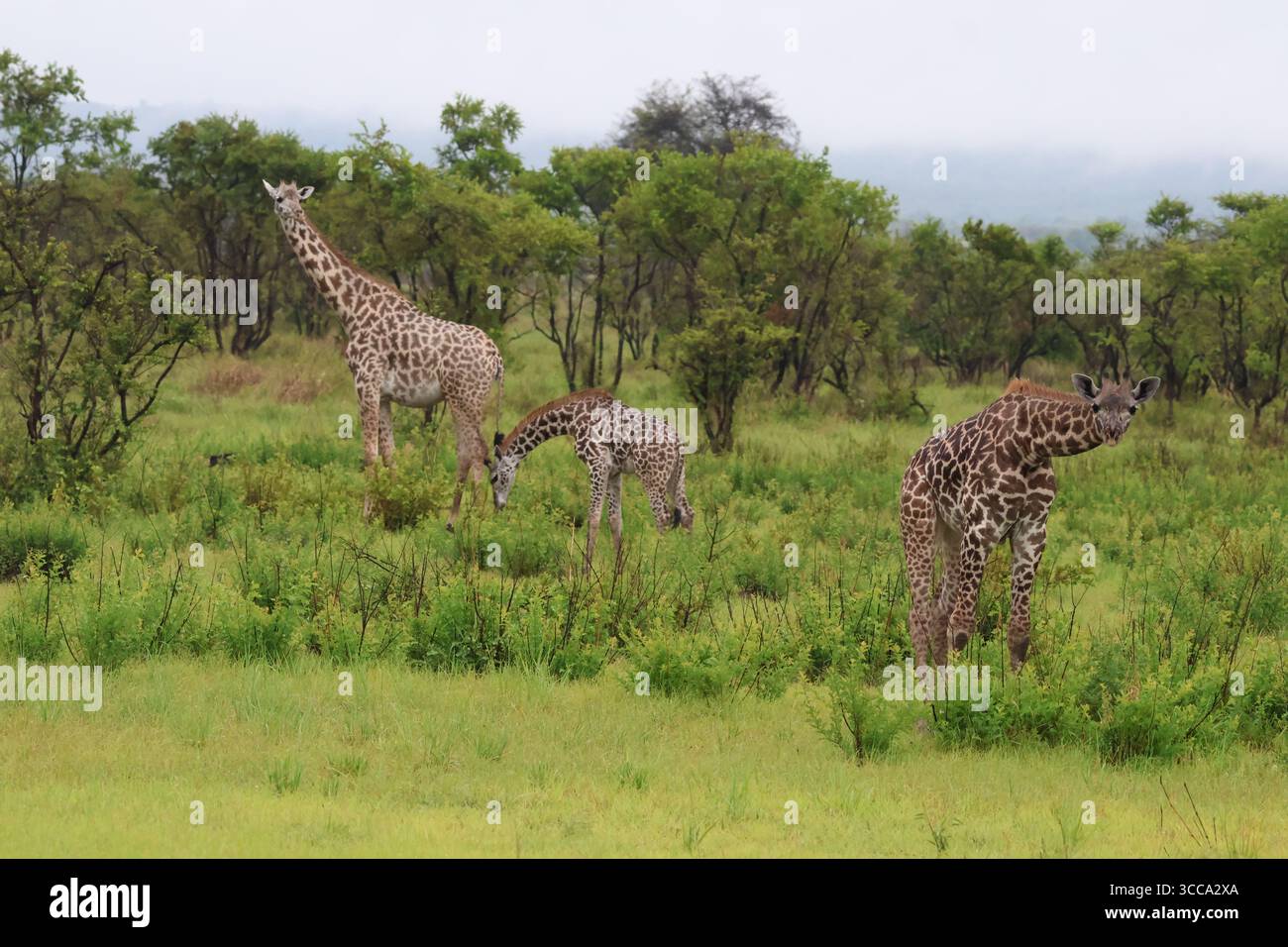 Famiglia delle giraffe durante la stagione delle piogge in Tanzania Foto Stock