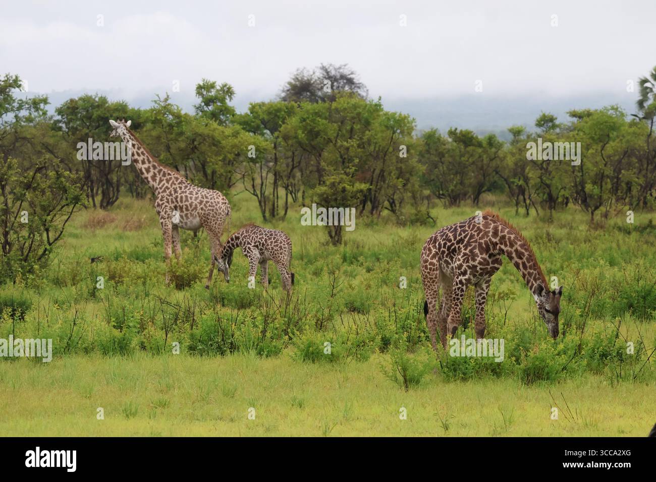 Famiglia delle giraffe durante la stagione delle piogge in Tanzania Foto Stock