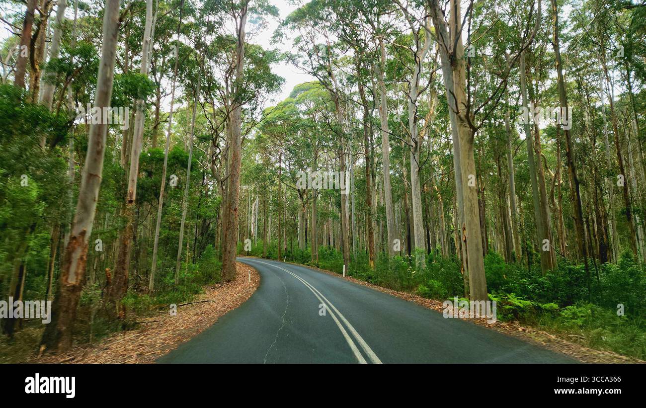 Strada tortuosa che attraversa una fitta foresta di alberi torreggianti, le loro tettoie verdi creano un vibrante contrasto con l'asfalto scuro. Newcastle, NSW Australia Foto Stock