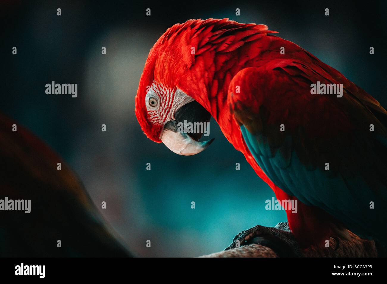 Ara scarlatto appollaiato di profilo Foto Stock