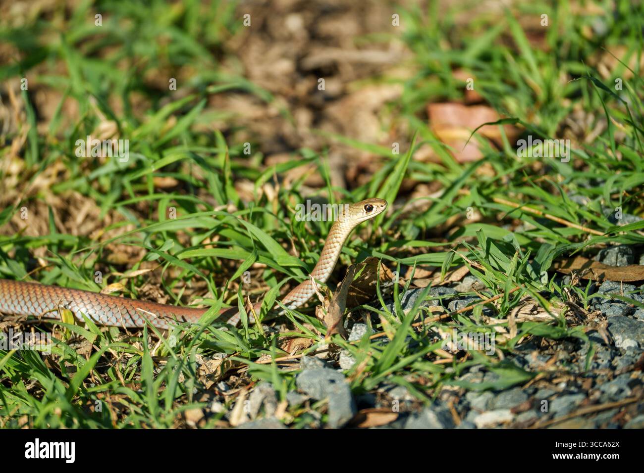 Common Tree Snake (Dendrelaphis punctulata) sull'erba di Logan Wetlands, Queensland, Australia. Foto Stock