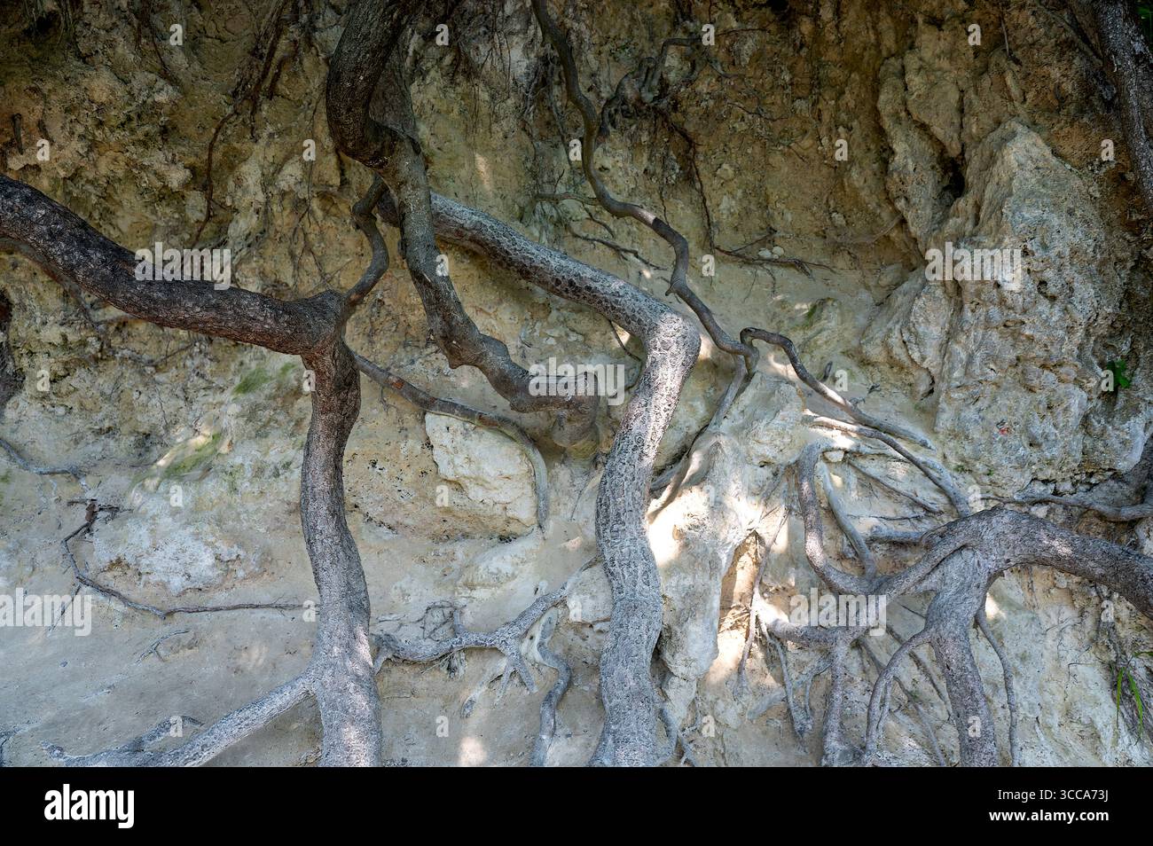 Radici nobili di un albero in natura Foto Stock
