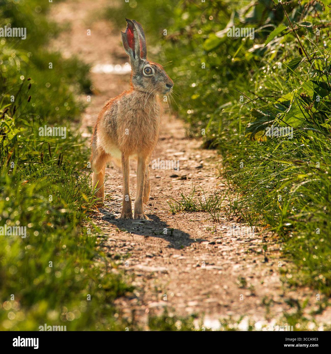 Una lepre in piedi su una strada sterrata la mattina presto guardando con attenzione la telecamera . Foto Stock