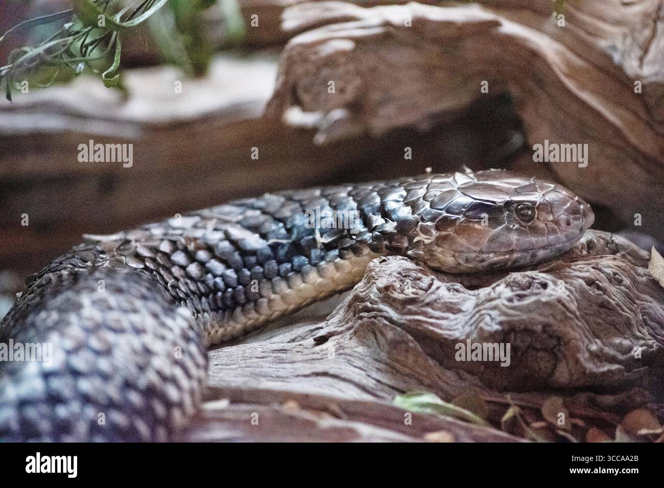 Il serpente tigre è un serpente grande e altamente velenoso dell’Australia meridionale, Foto Stock