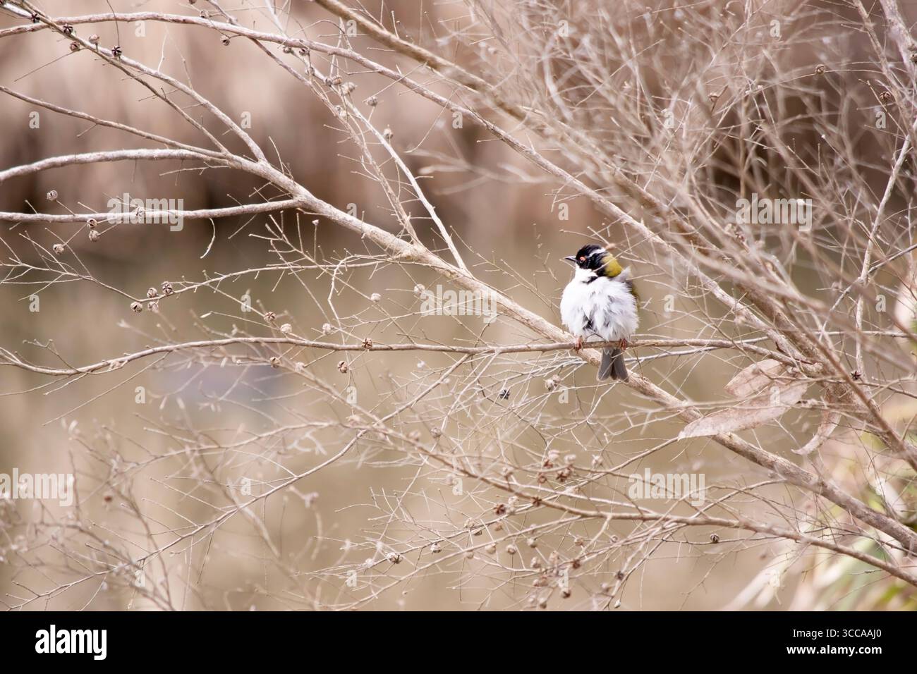 Il White-naped Honeyeater è un piccolo Honeyeater con un becco corto e sottile. Sopra è verde oliva, con un berretto nero, una fascia bianca sul retro Foto Stock