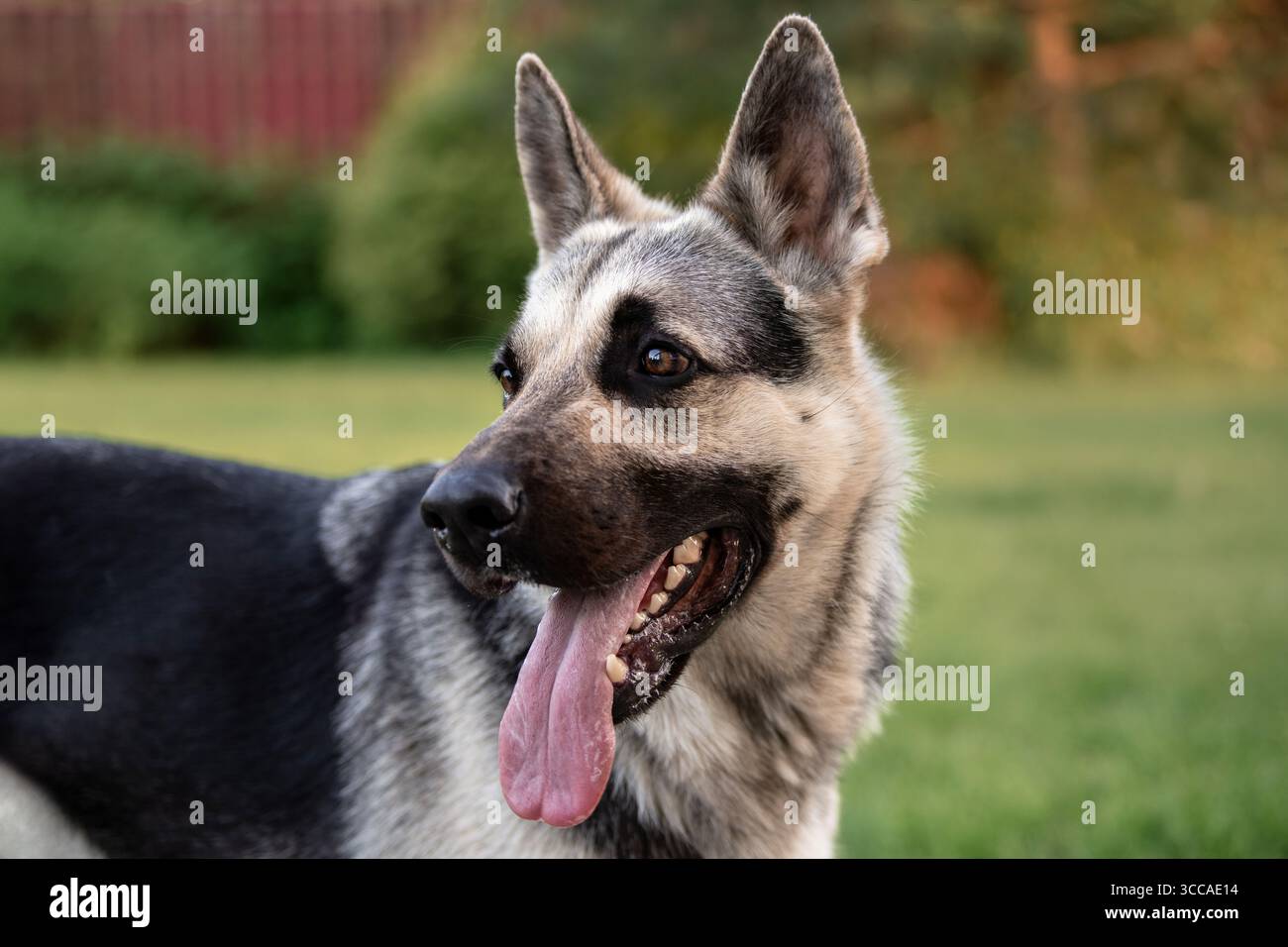 Primo piano selettivo di una testa di cane da pastore tedesco Foto Stock