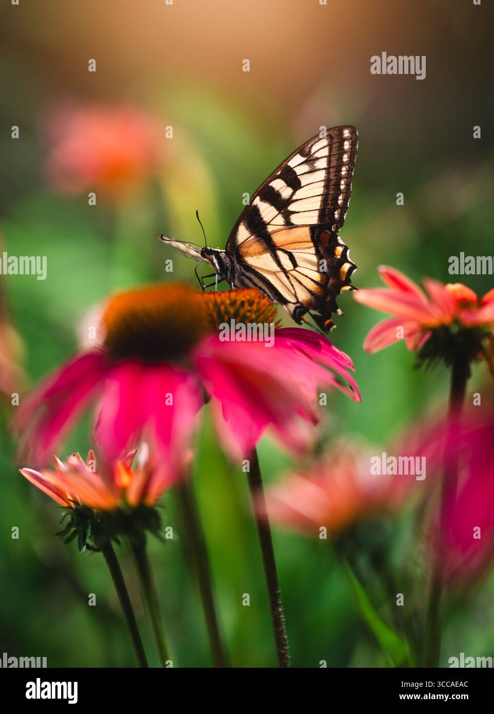 Primo piano di una bellissima farfalla di coda di rondine sul fiore in estate. Foto Stock