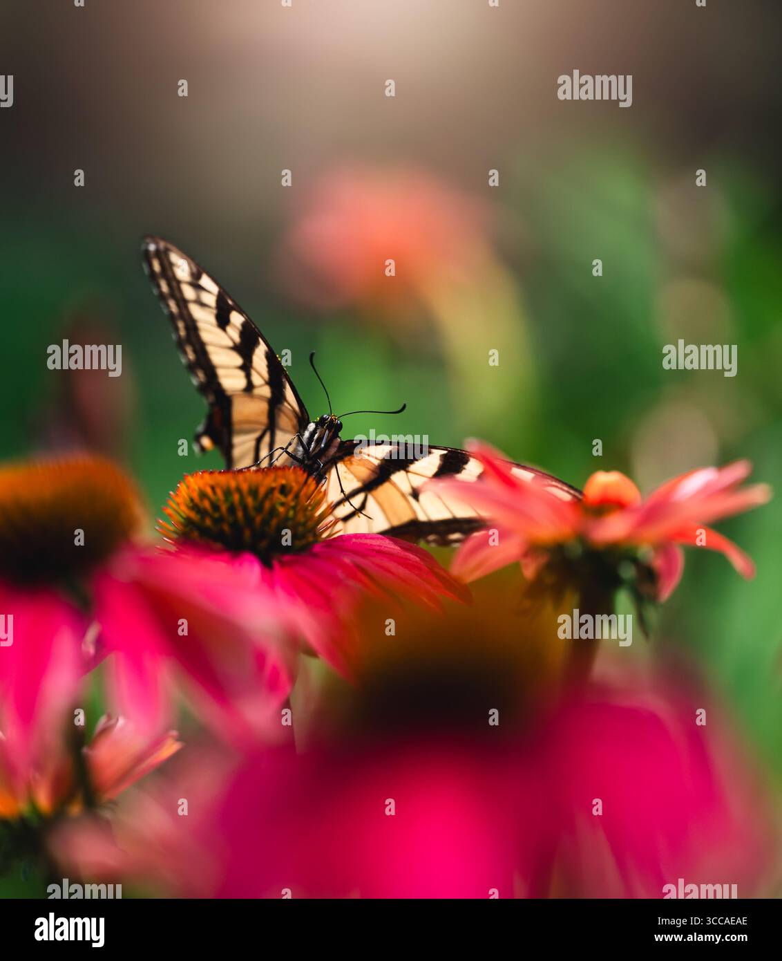 Primo piano di una bellissima farfalla di coda di rondine sul fiore in estate. Foto Stock