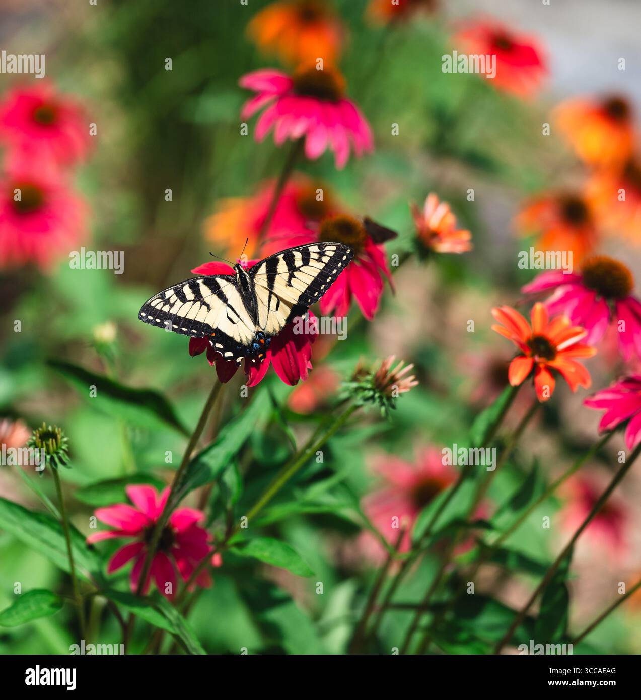 Bella farfalla di coda di rondine sul fiore in giardino in estate. Foto Stock