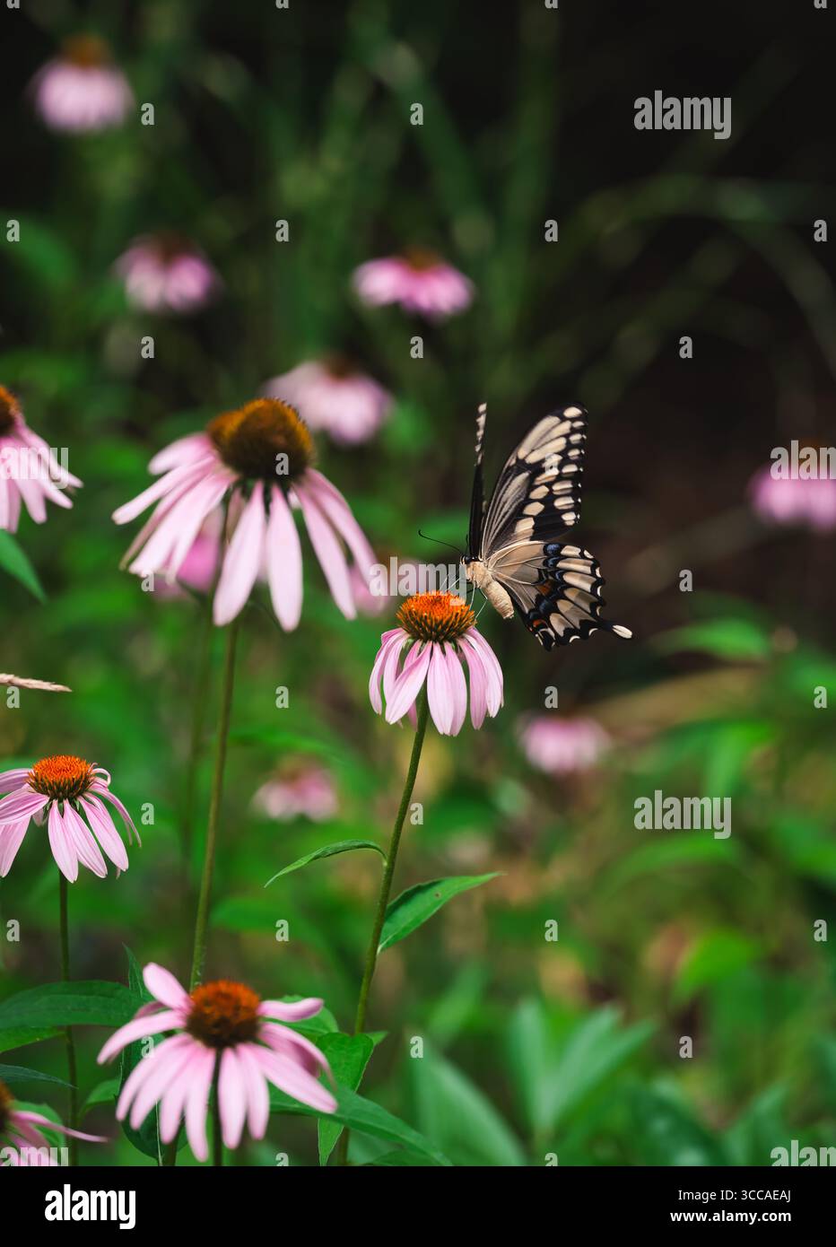 Bella farfalla gigante di coda di rondine sul fiore in giardino in estate. Foto Stock