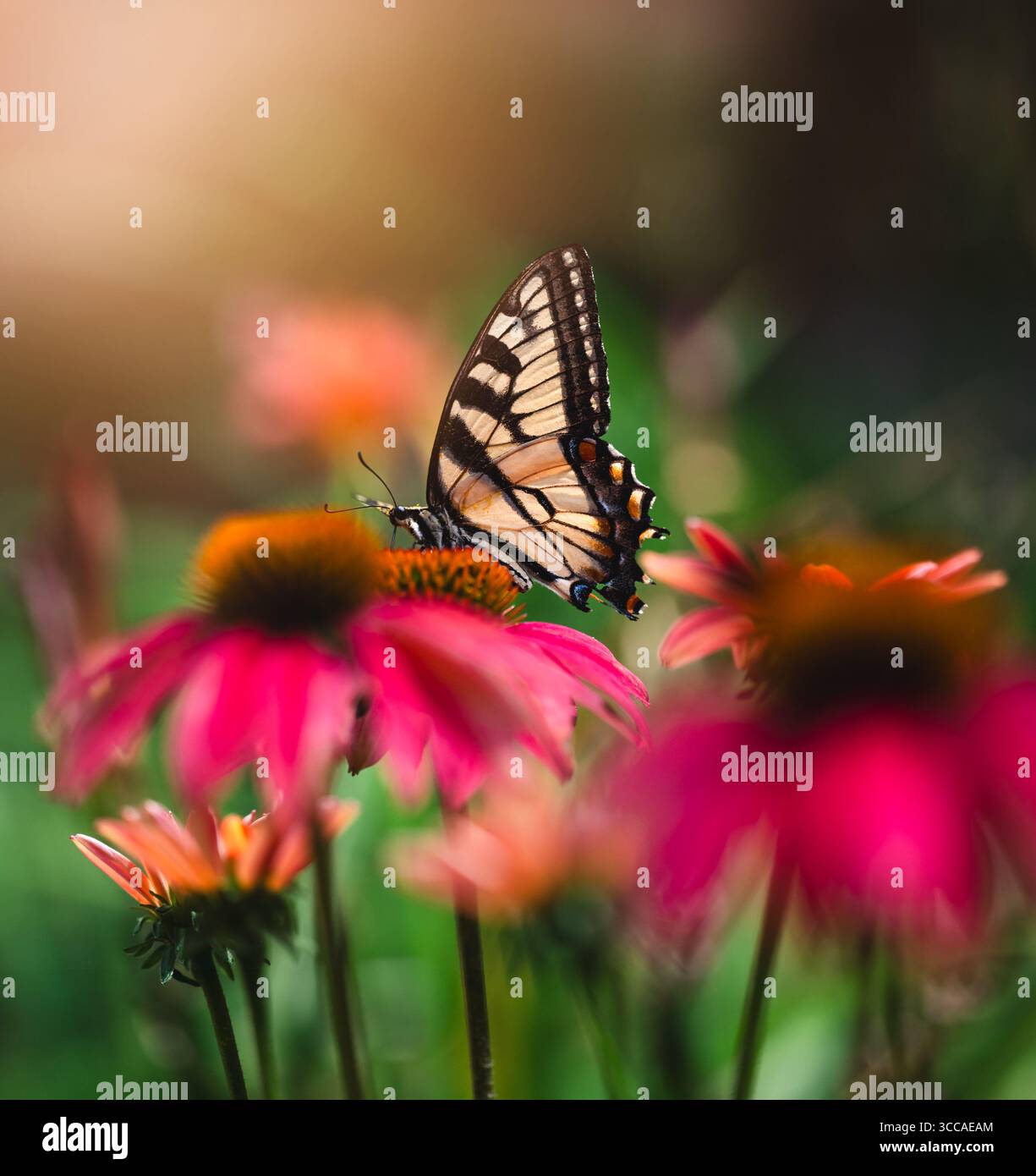 Bellissima farfalla di coda di rondine sul fiore nel giardino estivo. Foto Stock