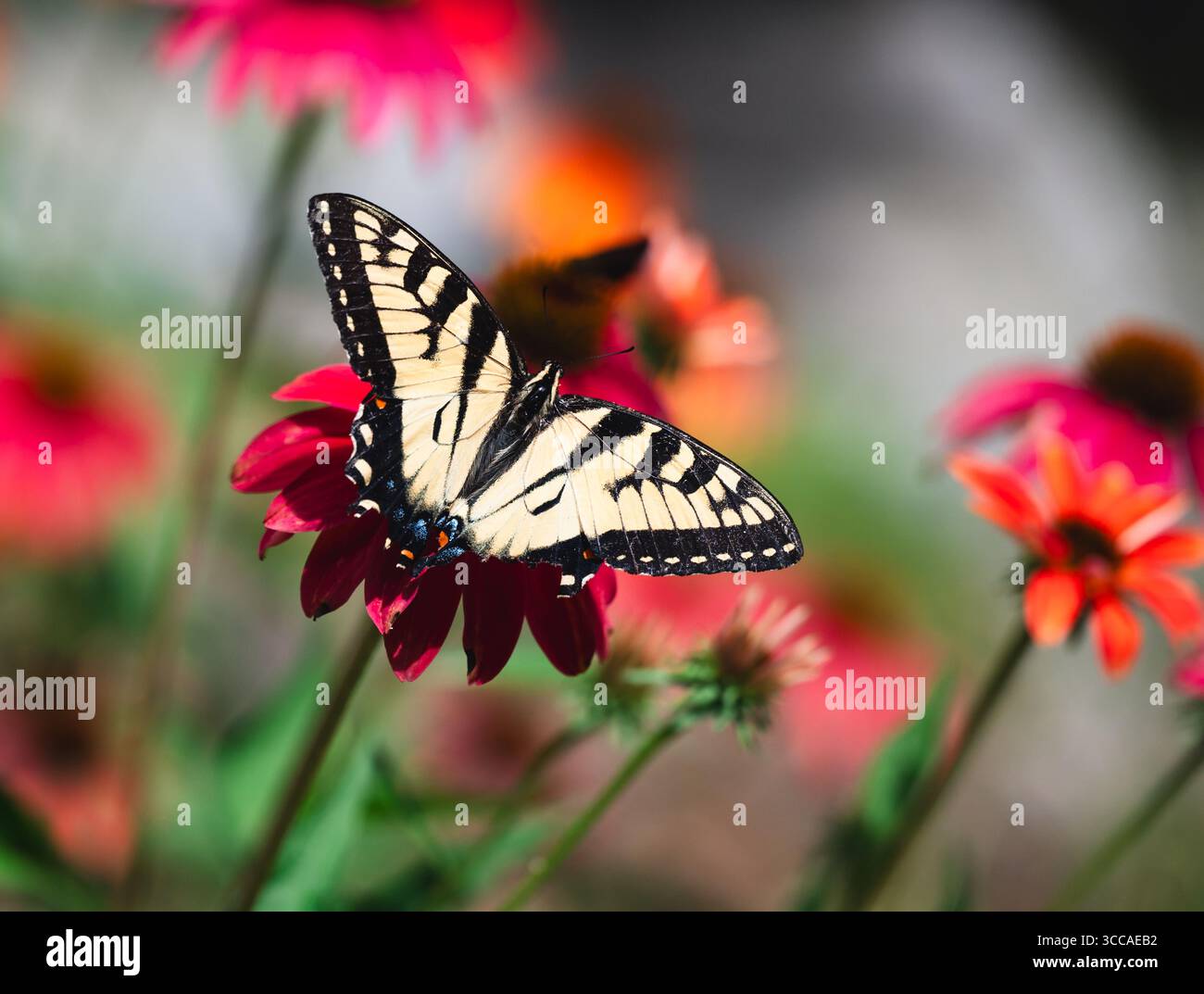 Primo piano di una bellissima farfalla di coda di rondine sul fiore in estate. Foto Stock