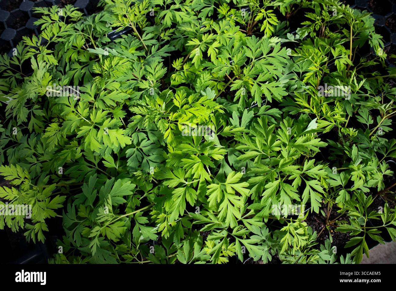 Primo piano di lussureggianti piantine verdi con foglie divise in un vassoio per vivaio Foto Stock
