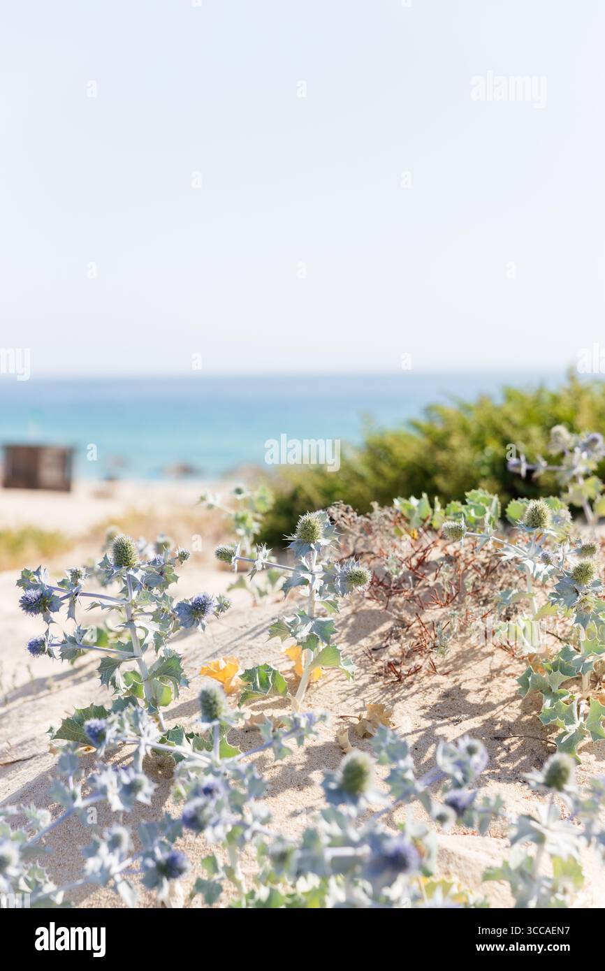 Piante di agrifoglio di mare blu che crescono su dune costiere sabbiose Foto Stock