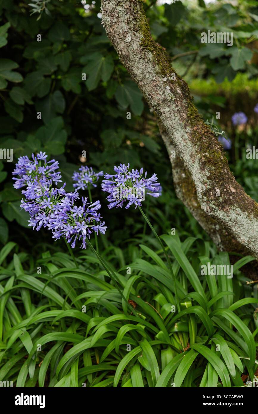 Fiori di agapanto viola che fioriscono accanto a un tronco di albero mossy Foto Stock