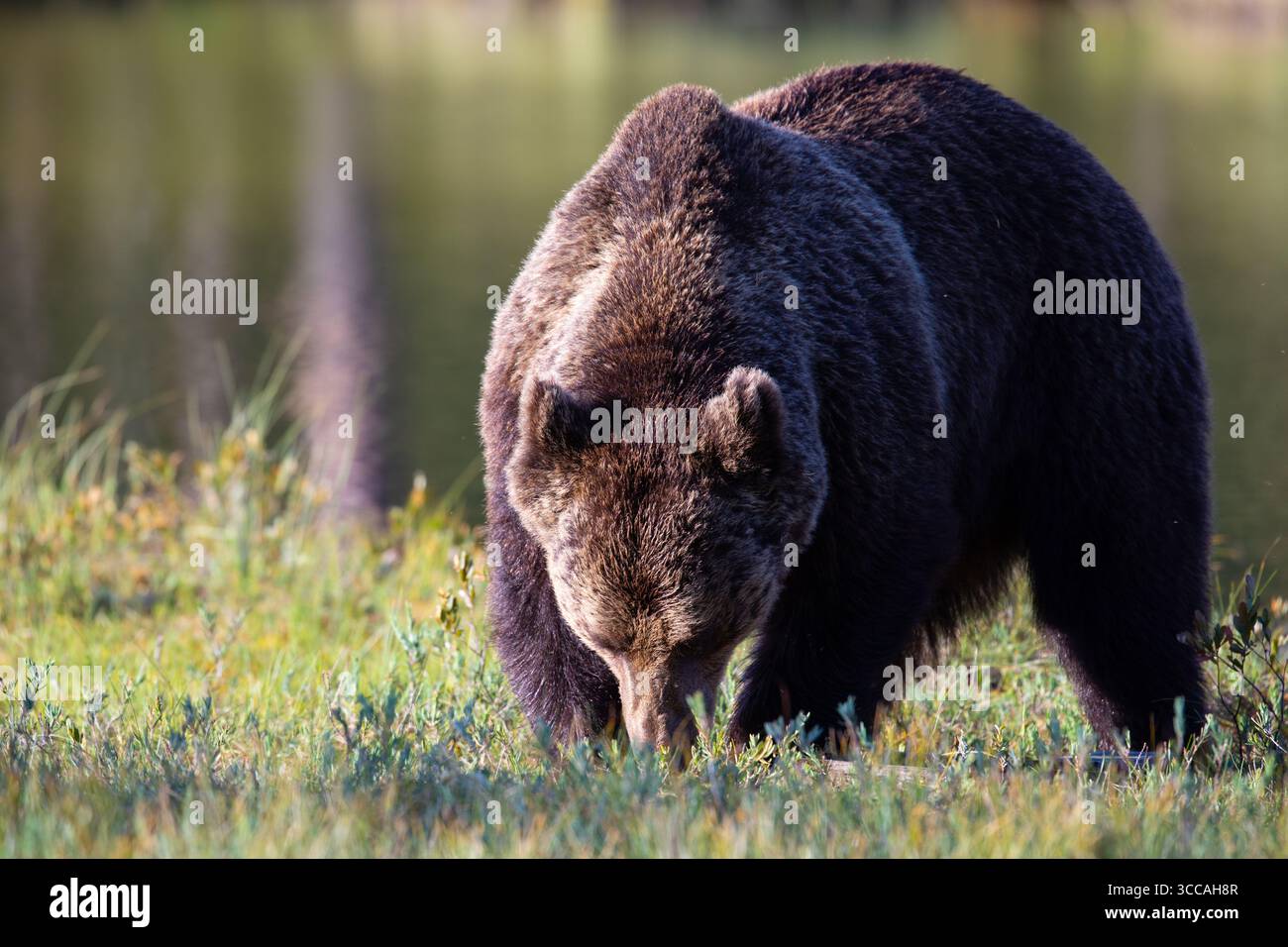 Orso bruno eurasiatico (Ursus arctos arctos) ai margini di un piccolo lago o stagno nella Finlandia orientale (Lentiira) Foto Stock