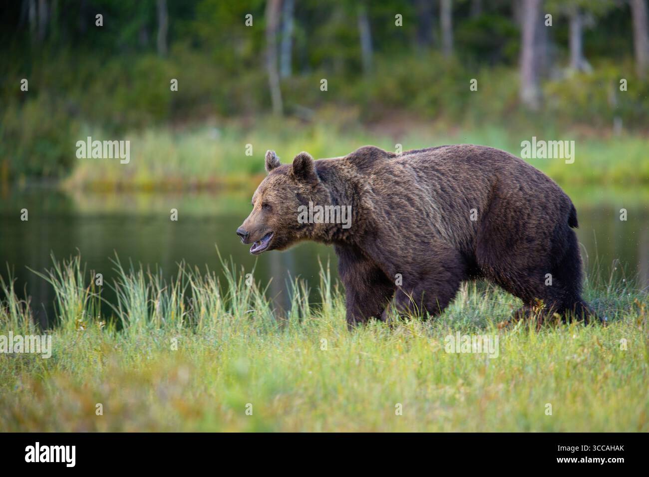 Orso bruno eurasiatico (Ursus arctos arctos) ai margini di un piccolo lago o stagno nella Finlandia orientale (Lentiira) Foto Stock