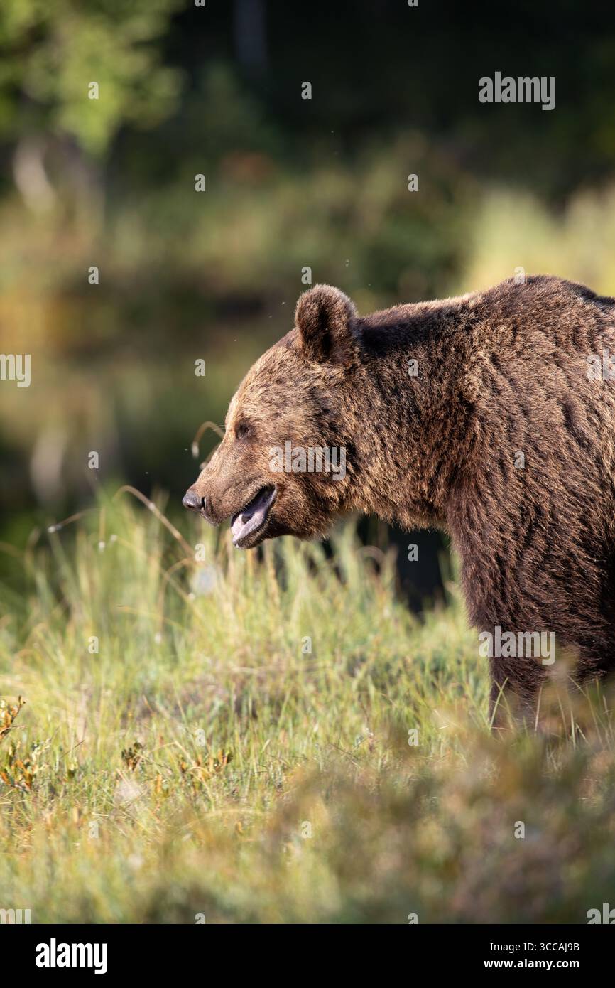 Eurasian l'orso bruno (Ursus arctos arctos) Foto Stock