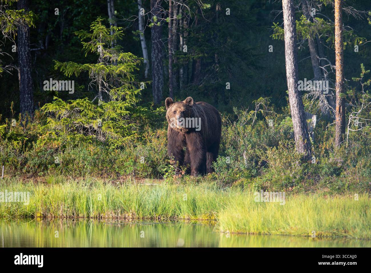 Orso bruno eurasiatico (Ursus arctos arctos) che emerge dalla foresta della Finlandia orientale (Lentiira) Foto Stock