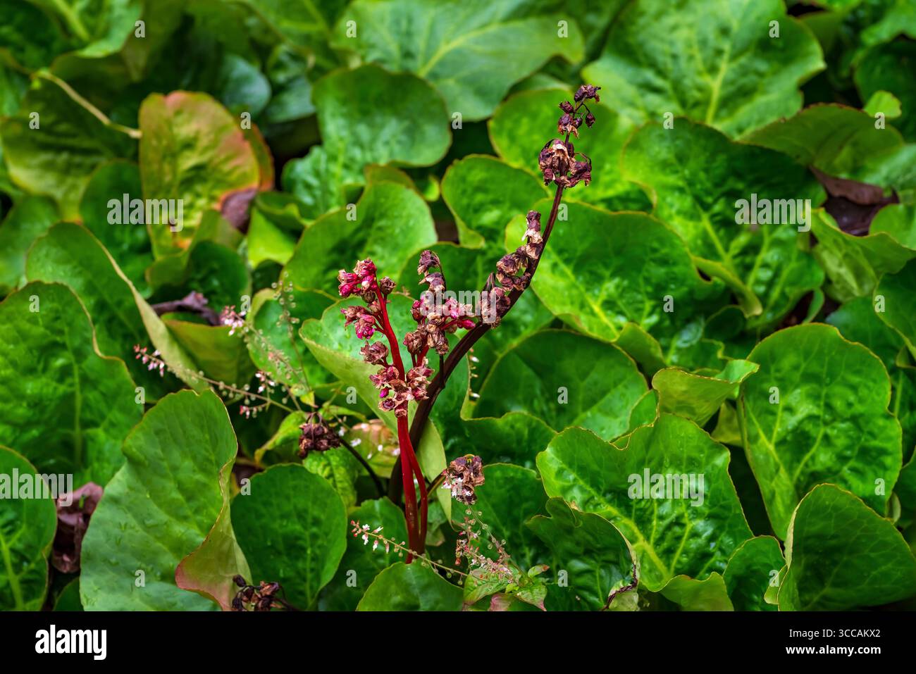 Tè siberiano (Bergenia crassifolia), giardini botanici di Sheffield Foto Stock