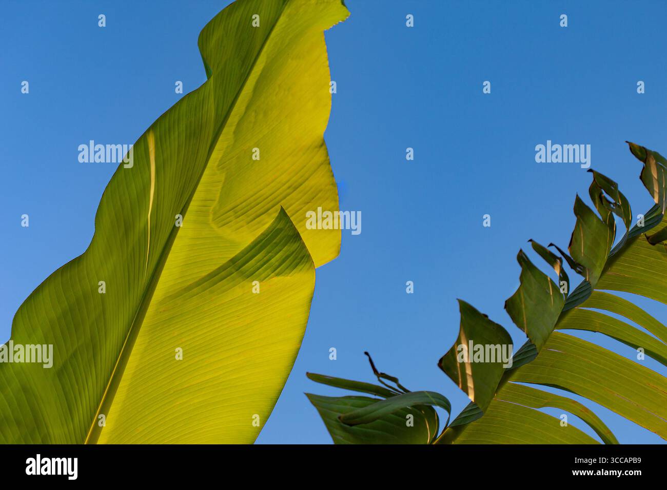 Foglie di banano contro il cielo blu Foto Stock
