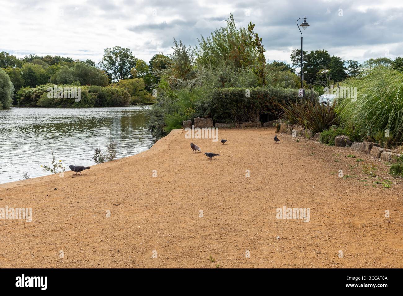 Piccioni accanto a un lago d'acqua dolce nel Poole Park. Dorset, Inghilterra Regno Unito Foto Stock