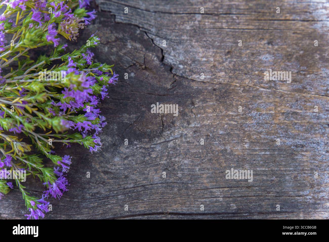 I freschi fiori di timo su una superficie in legno resistente agli agenti atmosferici offrono un contrasto vibrante, ideale per design culinari o a tema naturale Foto Stock