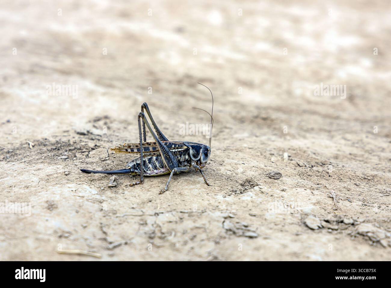 Tramoggia con gambe lunghe, primo piano, su terreno sabbioso, vista laterale. Foto Stock