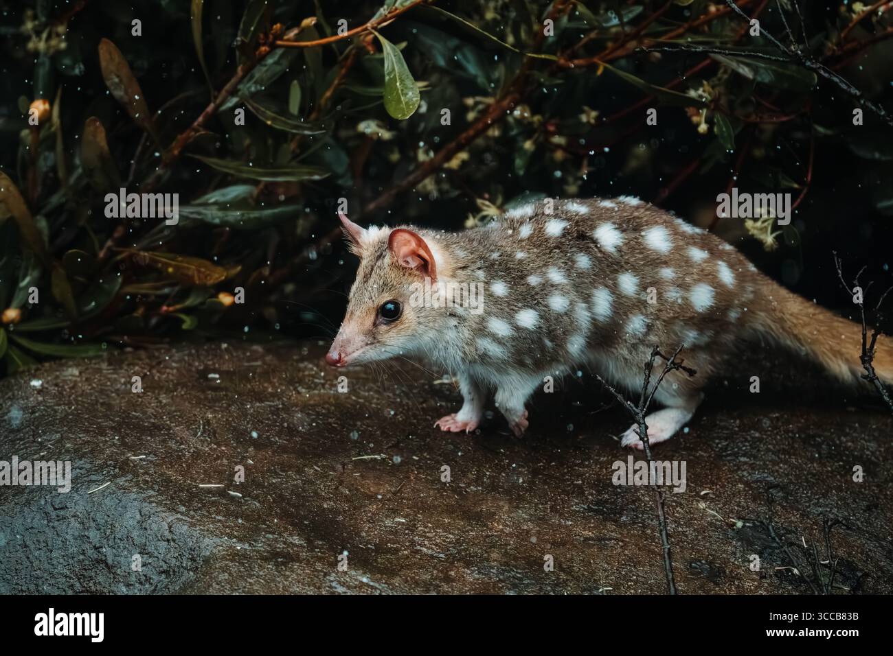 Quoll orientale con macchie bianche su un tronco, Tasmania, Australia Foto Stock