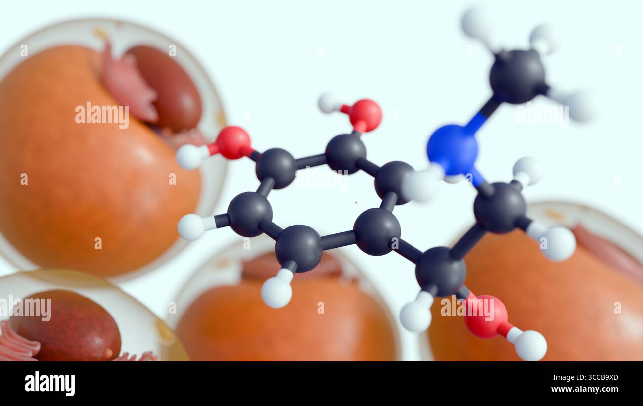 Una rappresentazione 3d delle molecole di adrenalina, nota anche come epinefrina, svolge un ruolo cruciale nel regolare il modo in cui il corpo immagazzina energia con le cellule adipose Foto Stock