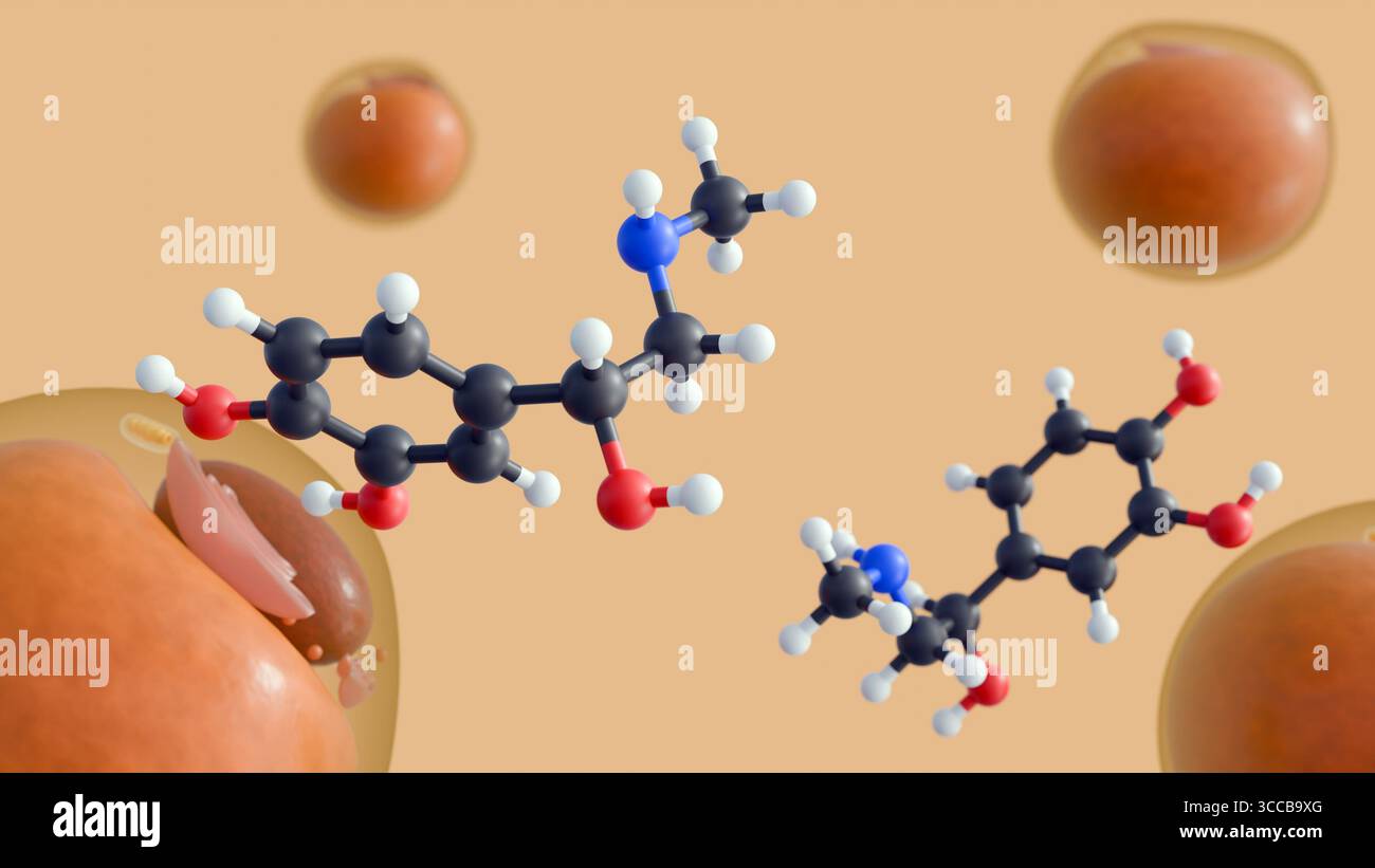 Una rappresentazione 3d delle molecole di adrenalina, nota anche come epinefrina, svolge un ruolo cruciale nel regolare il modo in cui il corpo immagazzina energia con le cellule adipose Foto Stock