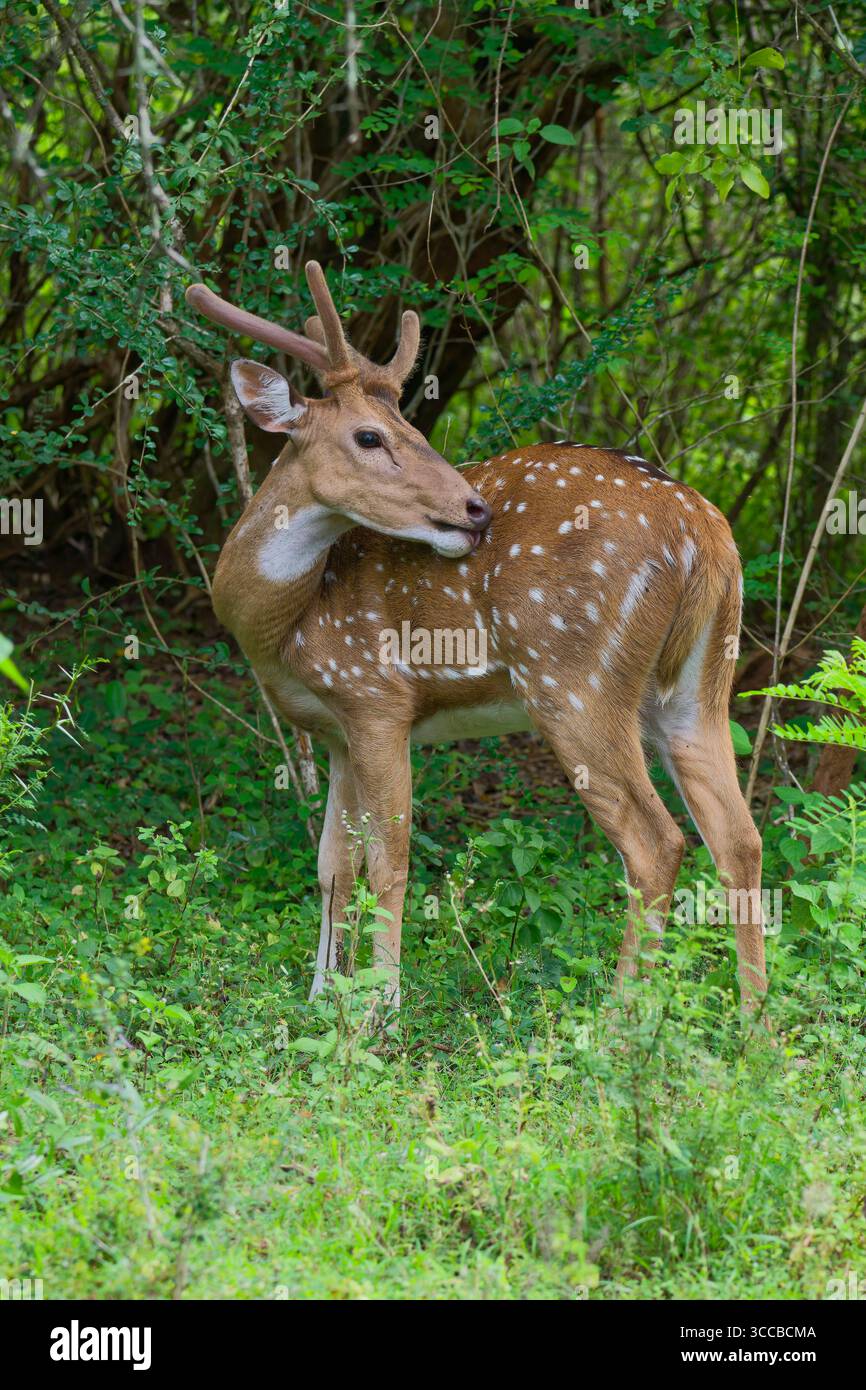 Cervo dell'asse dello Sri Lanka maschile o cervo maculato di Ceylon (asse ceylonensis), Parco nazionale di Yala, Sri Lanka Foto Stock