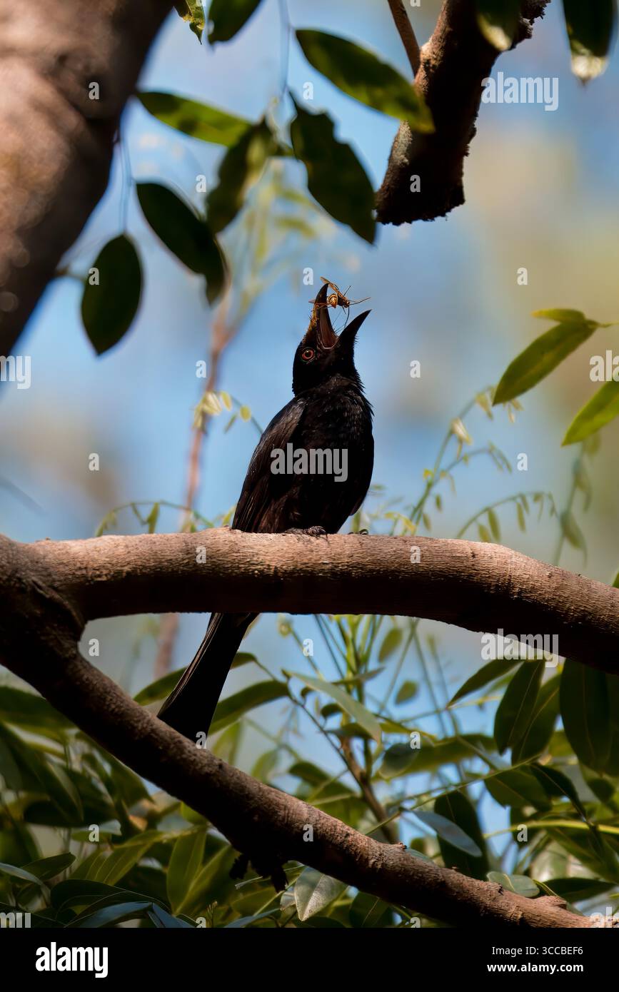 Uccelli selvatici di Brisbane, Queensland, Australia, che mostrano la variegata avifauna autoctona della regione. Foto Stock