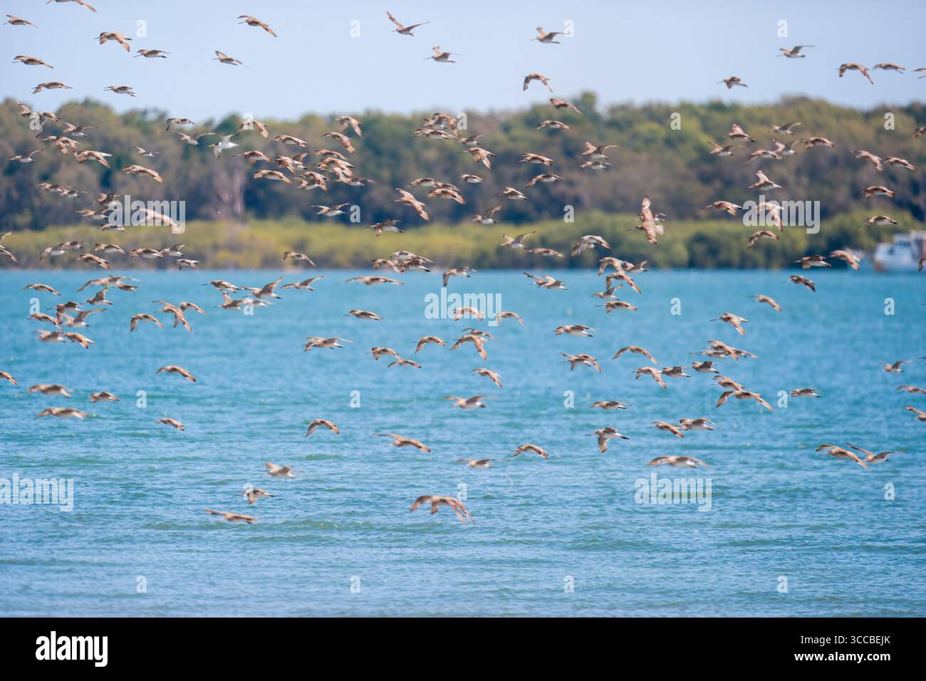 Beach Stone-Curlew (Esacus magnirostris), un uccello marino costiero a rischio di estinzione che sorge sull'erba di spiaggia sabbiosa a Brisbane, Queensland, Australia. Foto Stock