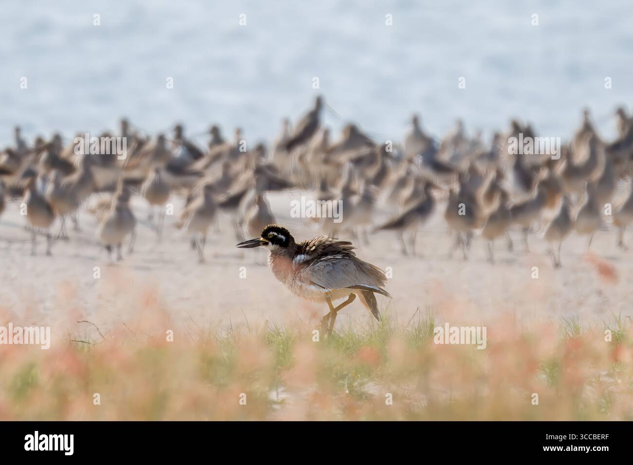Beach Stone-Curlew (Esacus magnirostris), un uccello marino costiero a rischio di estinzione che sorge sull'erba di spiaggia sabbiosa a Brisbane, Queensland, Australia. Foto Stock