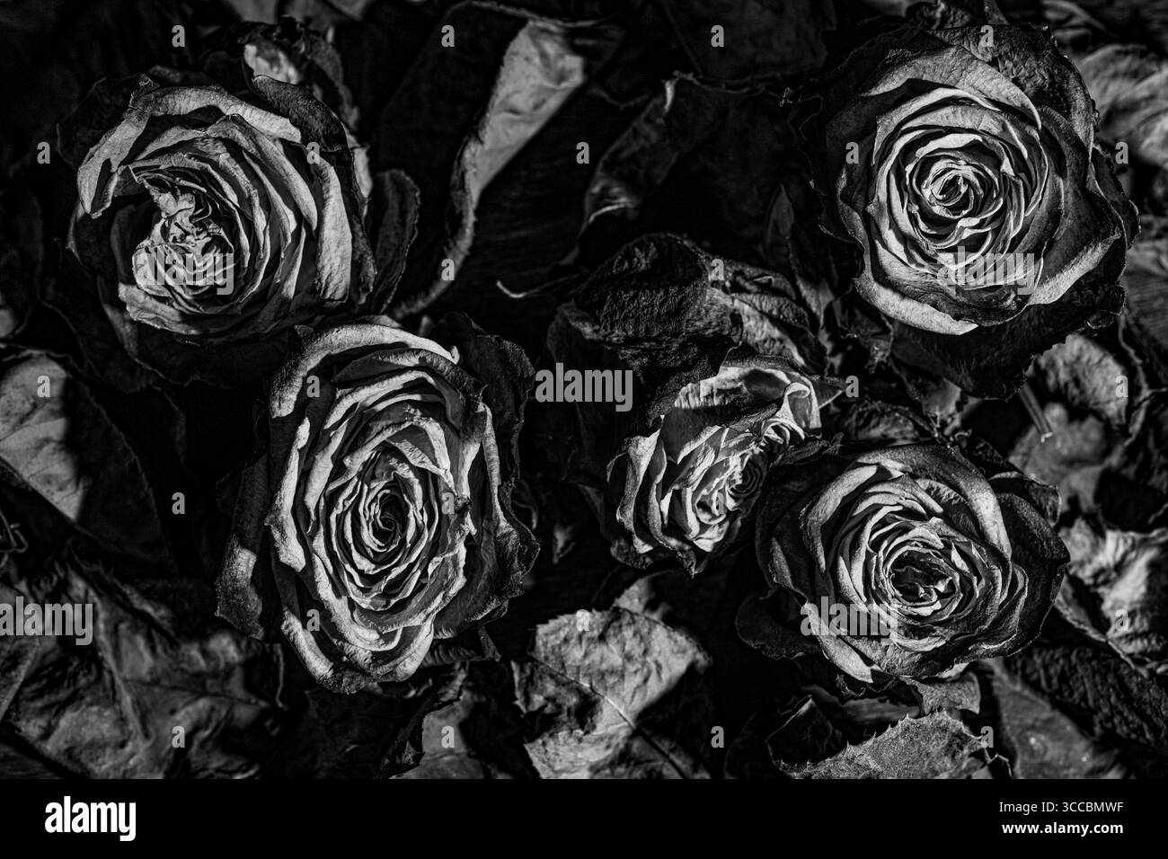 Rose asciutte su sfondo scuro. Fiori appassiti. Bianco e nero Foto Stock