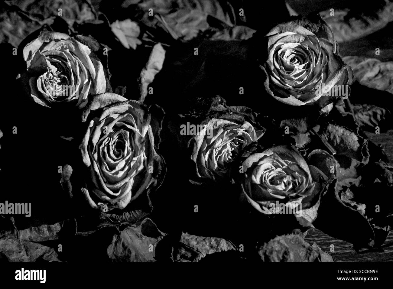 Rose asciutte su sfondo scuro. Fiori appassiti. Bianco e nero. Foto Stock