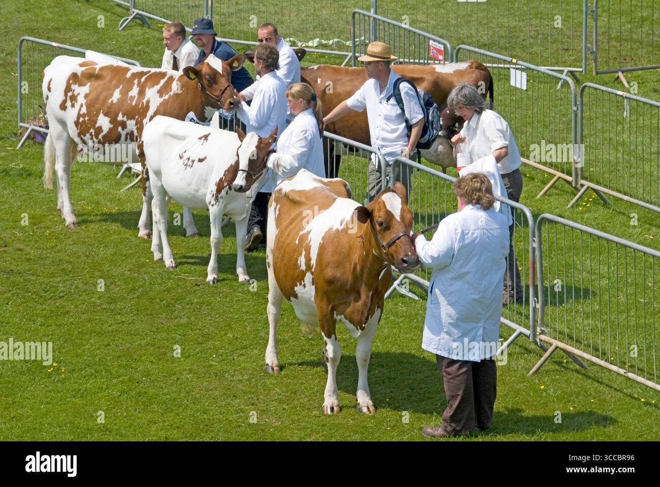 Immagine d'archivio di una scena degli anni '2006 al Royal Cornwall Agricultural County Show, evento estivo con una vista d'archivio degli spettatori che guarda in basso su un anello di valutazione del bestiame degli allevatori con uomini e donne che indossano cappotti bianchi in piedi insieme al lavoro accanto agli animali da fattoria in una calda giornata di sole a Wadebridge, una città nella Cornovaglia settentrionale, Inghilterra, Regno Unito Foto Stock