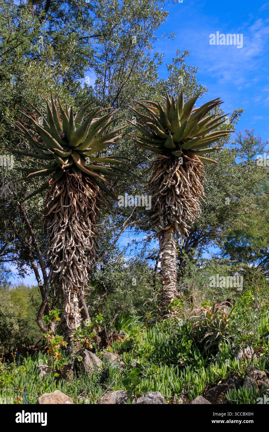L'aloe ferox, comunemente nota come Cape Aloe e aloe amara, è una specie di pianta in fiore della famiglia delle Asphodelaceae. Questo aloe legnoso è indigeno Foto Stock