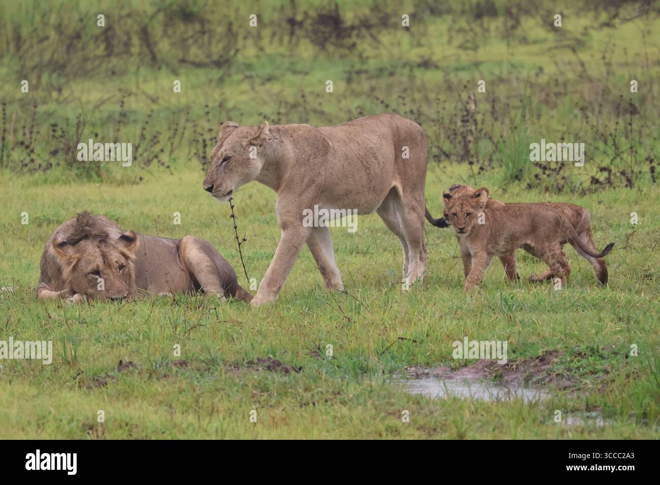 Foto di famiglia di leoni africani con due cuccioli in Tanzania Foto Stock