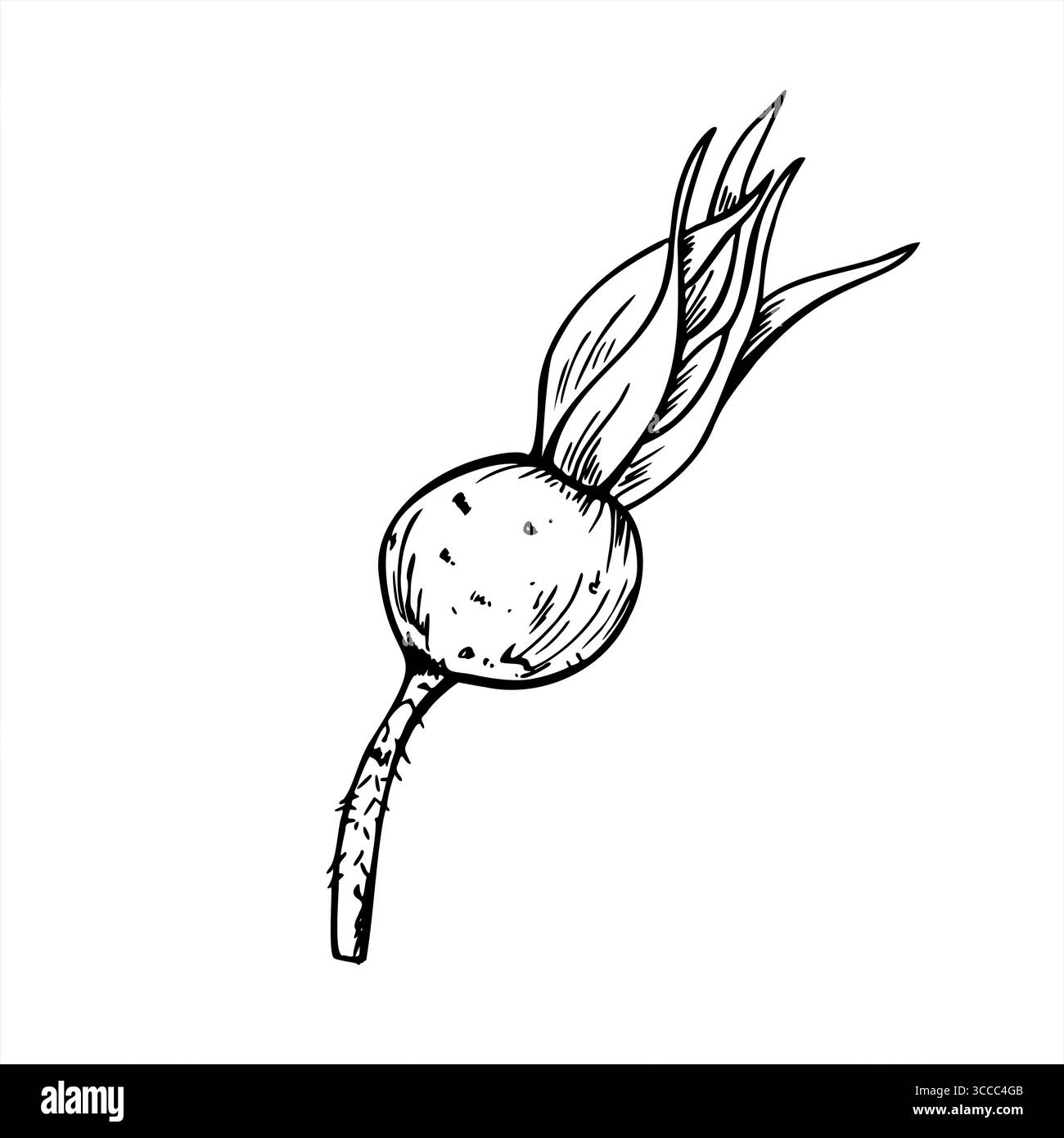 Illustrazione monocromatica isolata vettoriale di bacche di rosehip maturo dipinta da inchiostri neri. Bozzetto grafico del set di bacche selvatiche Illustrazione Vettoriale