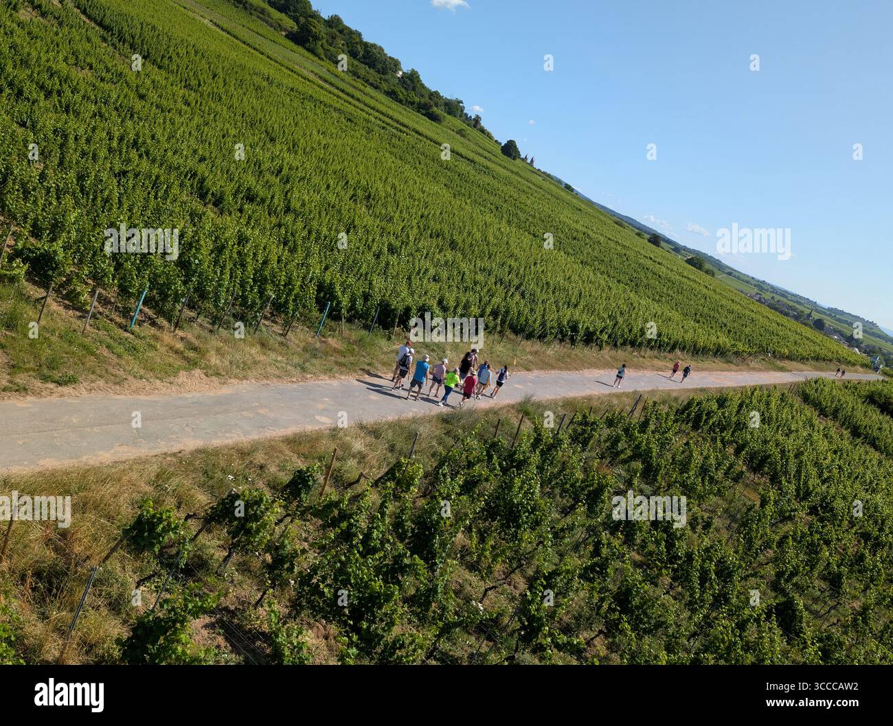 Vista dei vigneti dalla funivia fino alla montagna di Rudesheim lungo il fiume Reno Foto Stock
